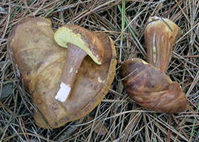 Boletus badius.